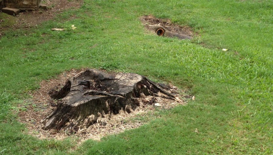 Gympie Stump Grinding