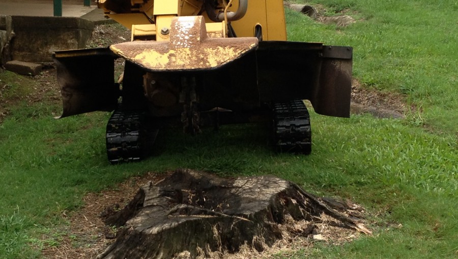Gympie Stump Grinding