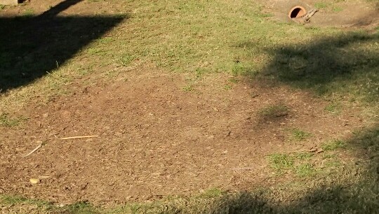 Gympie Stump Grinding